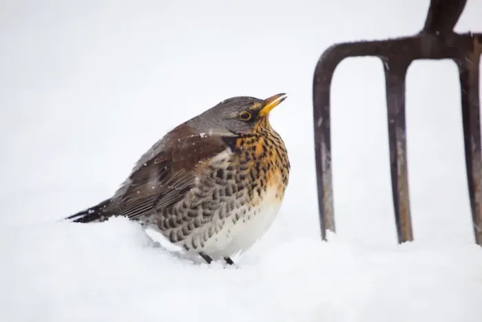 Framed Print : Fieldfare - in snow - with garden fork - winter - UK Framed Print : Fieldfare - in snow - with garden fork - winter - UK