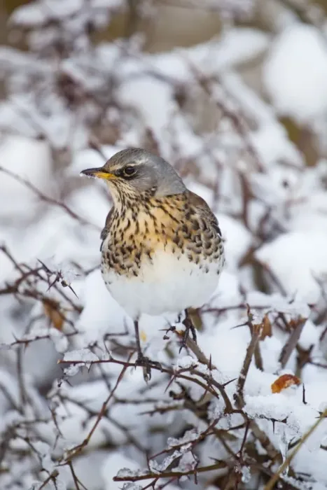 Framed Print : Fieldfare - in snow - winter - UK Framed Print : Fieldfare - in snow - winter - UK