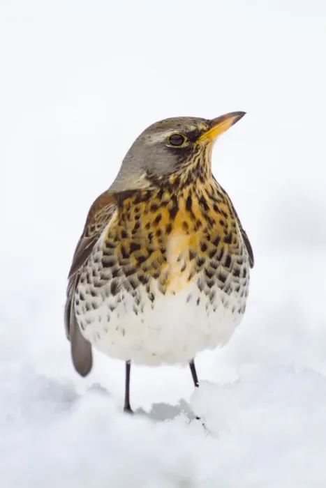 Framed Print : Fieldfare in the Snow - Winter - UK Framed Print : Fieldfare in the Snow - Winter - UK