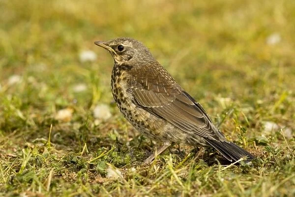 Fieldfare - Young on grass, Sweden
