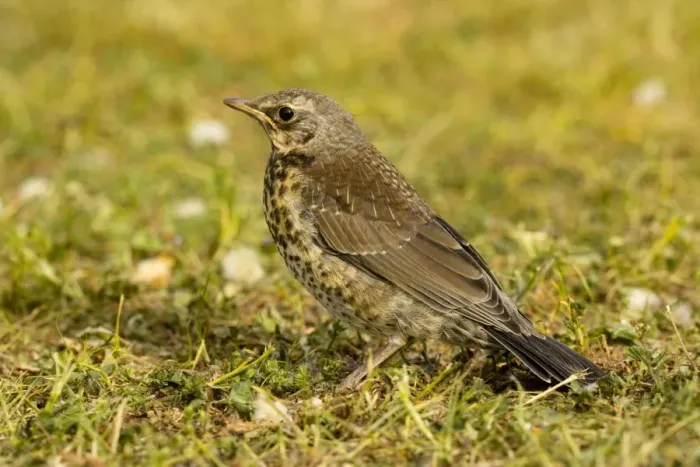 Framed Print : Fieldfare - Young on grass, Sweden Framed Print : Fieldfare - Young on grass, Sweden