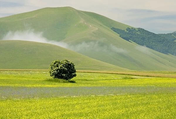 Fields full of cornfield weeds, on the Grande Piano, Monte Sibillini National Park, Italy