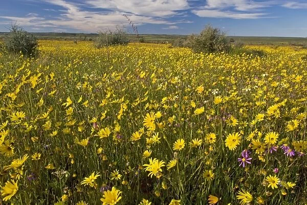 Fields full of flowers - Matjesfontein Farm nature reserve, Nieuwoudtville, Bokveldsberg plateau; Cape Province South Africa