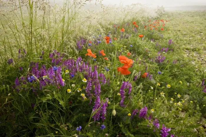 Framed Print : Fields full of narrow-leaved vetch, poppies, cornflowers and other cornfield weeds, on the Grande Piano, Monte Sibillini National Park, Italy Framed Print : Fields full of narrow-leaved vetch, poppies, cornflowers and other cornfield weeds, on the Grande Piano, Monte Sibillini National Park, Italy