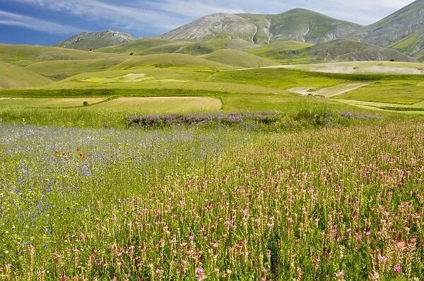 Fields full of Sainfoin, cornflowers and other cornfield weeds, on the Grande Piano, Monte Sibillini National Park, Italy