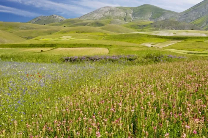 Framed Print : Fields full of Sainfoin, cornflowers and other cornfield weeds, on the Grande Piano, Monte Sibillini National Park, Italy Framed Print : Fields full of Sainfoin, cornflowers and other cornfield weeds, on the Grande Piano, Monte Sibillini National Park, Italy