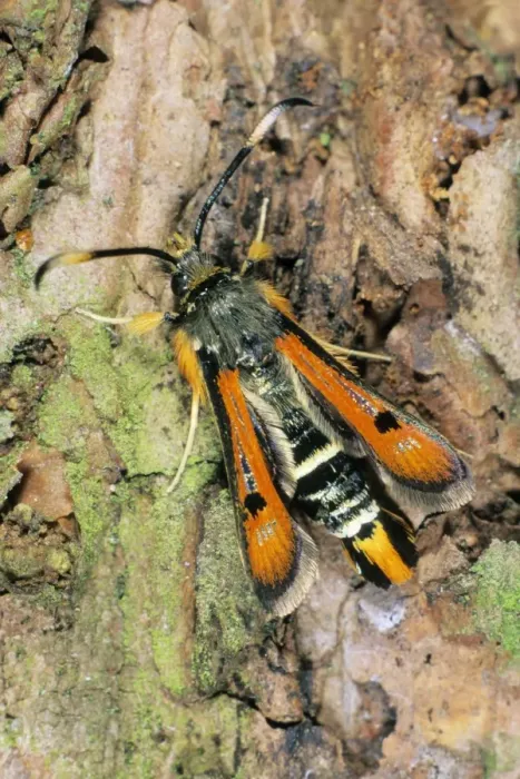 Framed Print : Fiery Clearwing - resting on tree bark, Lower Saxony, Germany Framed Print : Fiery Clearwing - resting on tree bark, Lower Saxony, Germany