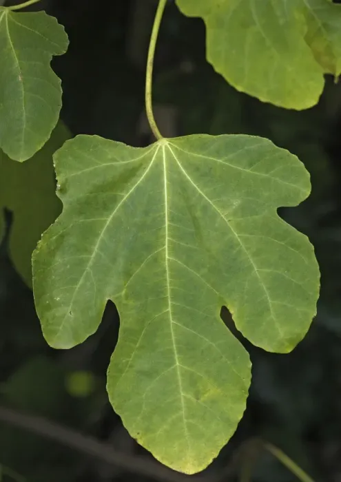 Framed Print : Fig leaf. Autumn Framed Print : Fig leaf. Autumn