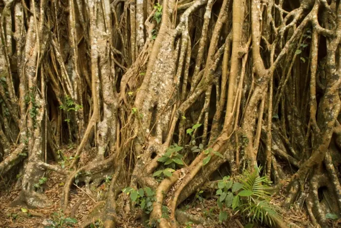 Framed Print : Fig roots - countless roots anchor and support this most impressive Strangler Fig on the Atherton Tablelands. The tree is 50 m high and its girth, including all its widespread roots, is over 43 m - Cathedral Fig Tree, Atherton Tablelands Framed Print : Fig roots - countless roots anchor and support this most impressive Strangler Fig on the Atherton Tablelands. The tree is 50 m high and its girth, including all its widespread roots, is over 43 m - Cathedral Fig Tree, Atherton Tablelands