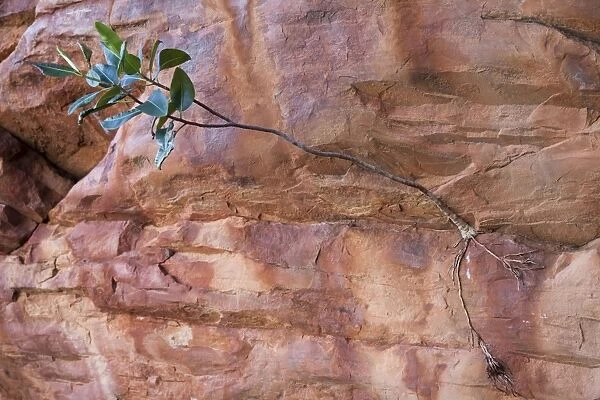 Fig sapling Growing from a rock in the Ingebong Range, Canning Stock Route, Western Australia