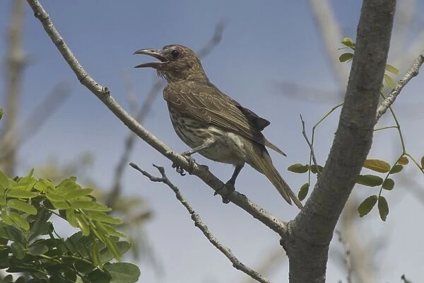 Figbird - Female. DH-3097. Figbird - Female