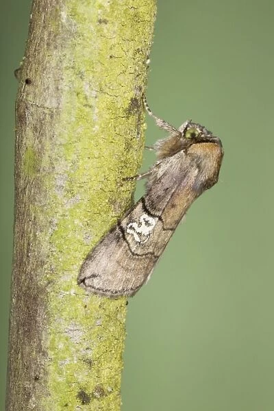 Figure of Eighty Moth - Essex - UK IN000895