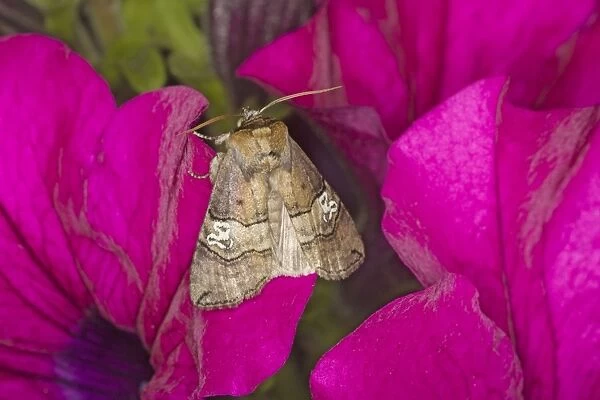 Figure of Eighty Moth - Essex, UK IN000897