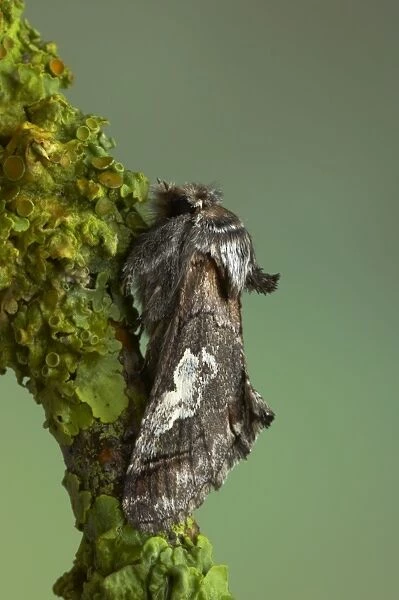 Figure of Eight Moth Diloba caeruleocephala Essex, UK IN000661