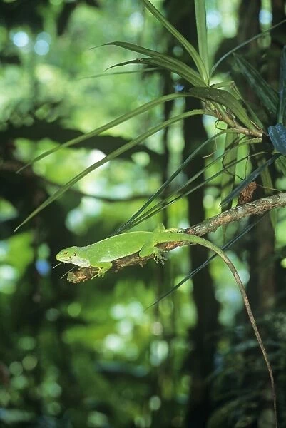 Fiji Banded Iguana - female