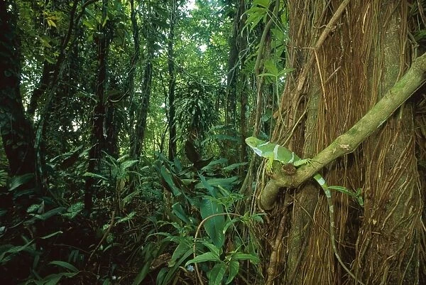 Fiji crested Iguana - perched on rainforest vine, Fiji, Endemic to Fiji JPF31568