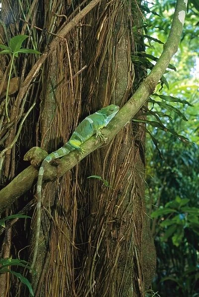 Fiji crested iguana - Perched on rainforest vine, Fiji, Endemic to Fiji JPF31571