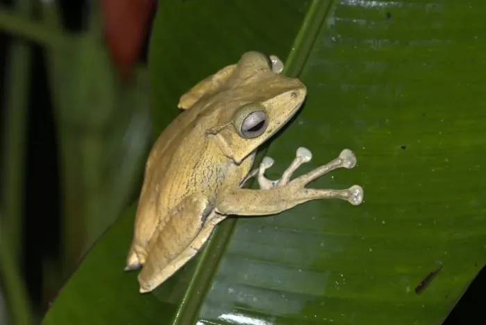 Framed Print : File-eared Tree Frog Borneo Framed Print : File-eared Tree Frog Borneo