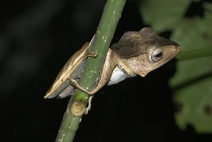 Framed Print : File-eared Tree Frog Borneo Framed Print : File-eared Tree Frog Borneo