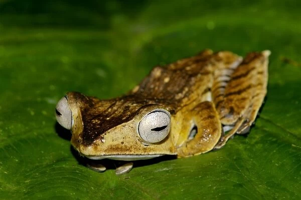 File-eared Tree Frog is hides among giant leaves of a ginger plant in primary rainforest of Danum Valley Conservation Area, Sabah, Borneo, Malaysia; night in June. Ma39. 3200