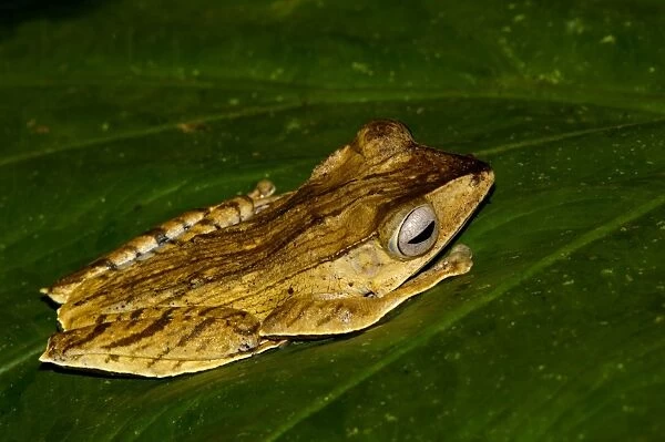 File-eared Tree Frog hides in giant leaves of a ginger plant in primary rainforest of Danum Valley Conservation Area, typical nocturnal frog; Sabah, Borneo, Malaysia; night in June. Ma39. 3235