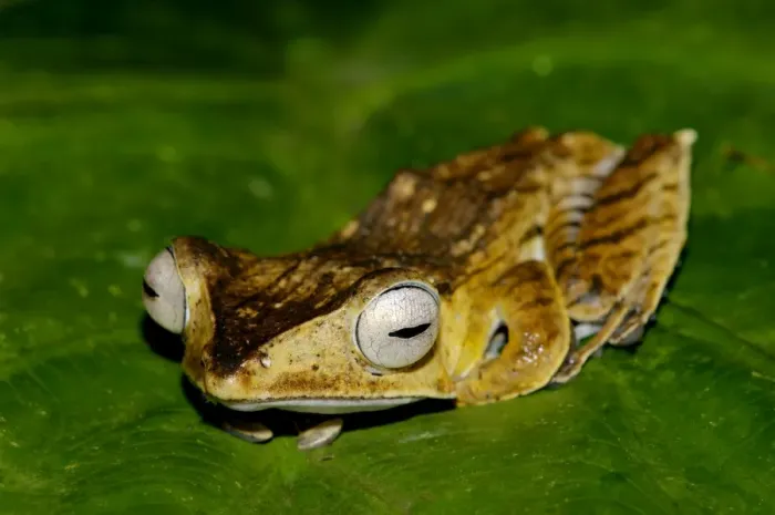 Framed Print : File-eared Tree Frog is hides among giant leaves of a ginger plant in primary rainforest of Danum Valley Conservation Area, Sabah, Borneo, Malaysia; night in June. Ma39. 3200 Framed Print : File-eared Tree Frog is hides among giant leaves of a ginger plant in primary rainforest of Danum Valley Conservation Area, Sabah, Borneo, Malaysia; night in June. Ma39. 3200