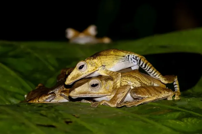 Framed Print : File-eared Tree Frogs mate (and one watches in background) on giant leaf of a ginger plant in primary rainforest of Danum Valley Conservation Area, typical nocturnal frogs; Sabah, Borneo, Malaysia; night in June. Ma39. 3232 Framed Print : File-eared Tree Frogs mate (and one watches in background) on giant leaf of a ginger plant in primary rainforest of Danum Valley Conservation Area, typical nocturnal frogs; Sabah, Borneo, Malaysia; night in June. Ma39. 3232