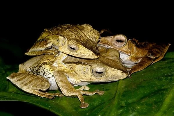 File-eared Tree Frogs mate on giant leaves of a ginger plant in primary rainforest of Danum valley conservation area, Sabah, Borneo, Malaysia; night in June. Ma39. 3203