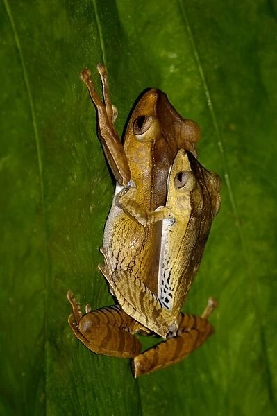 File-eared Tree Frogs mating pair on a leaf in undergrowth in a primary rainforest of Danum Valley conservation area, Sabah, Borneo, Malaysia; night in June. Ma39. 3396