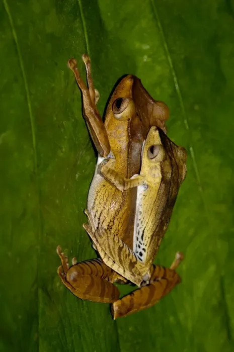 Framed Print : File-eared Tree Frogs mating pair on a leaf in undergrowth in a primary rainforest of Danum Valley conservation area, Sabah, Borneo, Malaysia; night in June. Ma39. 3396 Framed Print : File-eared Tree Frogs mating pair on a leaf in undergrowth in a primary rainforest of Danum Valley conservation area, Sabah, Borneo, Malaysia; night in June. Ma39. 3396