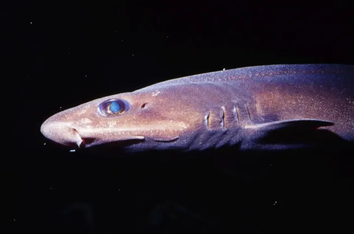 Framed Print : Filetail Catshark - deep sea 300 - 4100 feet. Monterey Bay California, USA