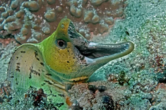 Framed Print : Fimbraited Moray - with mouth wide open - Indonesia Framed Print : Fimbraited Moray - with mouth wide open - Indonesia