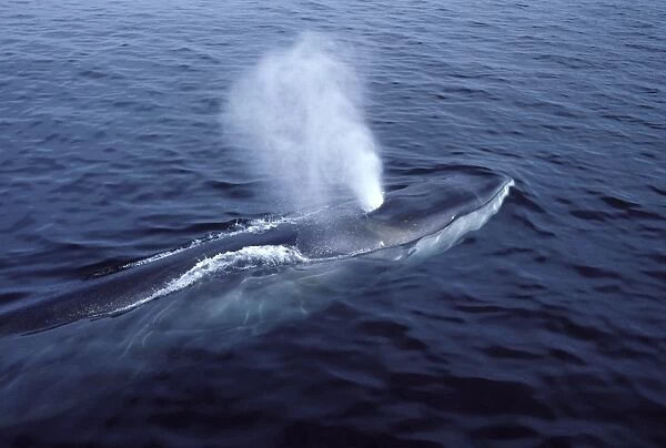 FIN WHALE - blowing. FG-7610 FIN WHALE - blowing Gulf of Maine