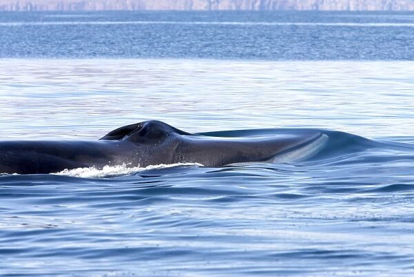 Fin Whale - Note characteristic white color of right side of lower jaw (left side is dark as rest of the body) Gulf of California (Sea of Cortez), Mexico