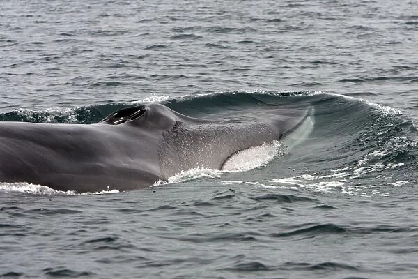 Fin whale - Note characteristic white color of right side of lower jaw (left side is dark as rest of the body)