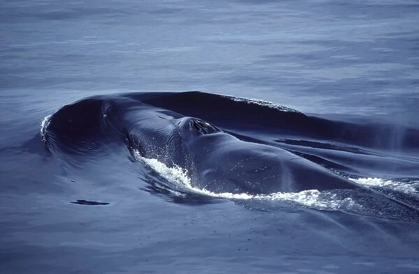 Fin whale Photographed in the Gulf of California (Sea of Cortez), Mexico