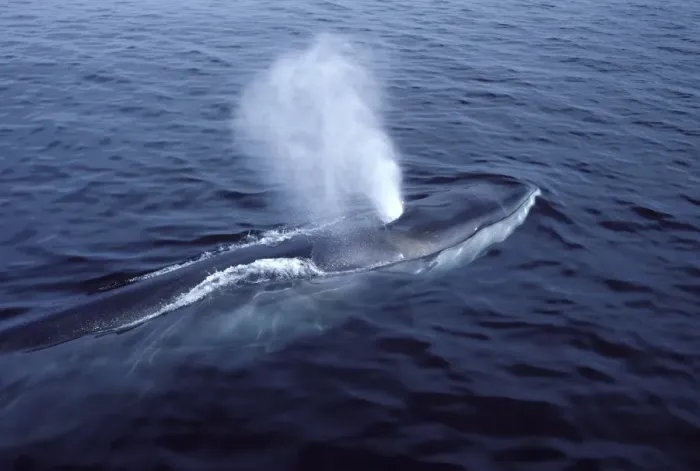 Framed Print : Fin whale Photographed in the Gulf of Maine, North Atlantic Ocean AS 770 Framed Print : Fin whale Photographed in the Gulf of Maine, North Atlantic Ocean AS 770
