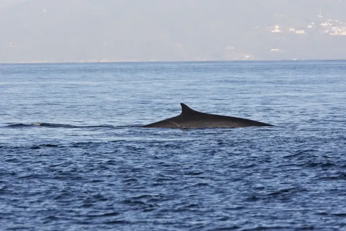 Framed Print : Fin Whale in the strait of Gibraltar Framed Print : Fin Whale in the strait of Gibraltar