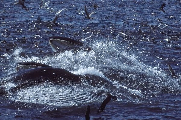 Fin whale - Two whales feeding on a school of herring. Fish are escaping - jumping in the air; seabirds (Gulls and Shearwaters) are trying to catch fish. Coast of New Brunswick, Canada, North Atlantic Ocean