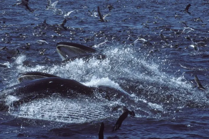 Framed Print : Fin whale - Two whales feeding on a school of herring. Fish are escaping - jumping in the air; seabirds (Gulls and Shearwaters) are trying to catch fish. Coast of New Brunswick, Canada, North Atlantic Ocean Framed Print : Fin whale - Two whales feeding on a school of herring. Fish are escaping - jumping in the air; seabirds (Gulls and Shearwaters) are trying to catch fish. Coast of New Brunswick, Canada, North Atlantic Ocean