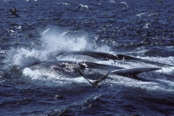Framed Print : Fin whale - Two whales feeding on a school of herring. Fish are escaping, jumping in the air; seabirds (Gulls and Shearwaters) are trying to catch fish. Both whales are turned on their right side; the throat pleats are distended Framed Print : Fin whale - Two whales feeding on a school of herring. Fish are escaping, jumping in the air; seabirds (Gulls and Shearwaters) are trying to catch fish. Both whales are turned on their right side; the throat pleats are distended