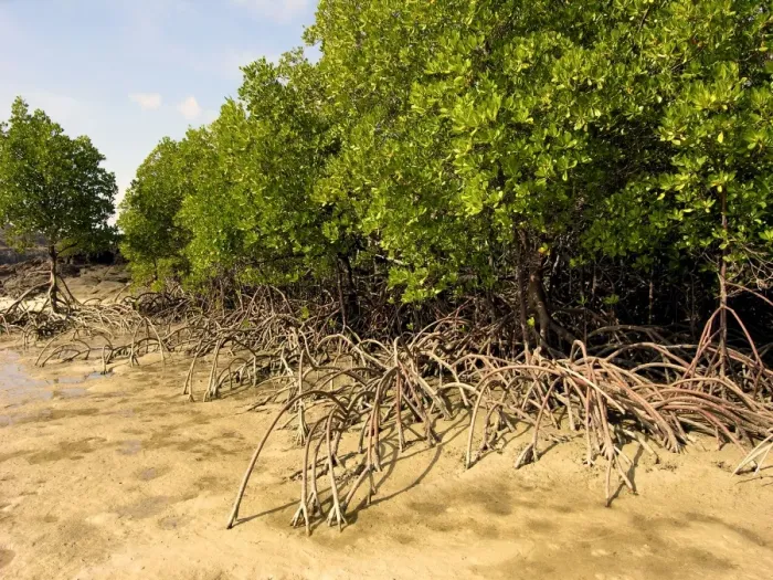 Framed Print : A fine example of mangrove trees with their roots protuding above the sand. At high tide these roots are under water - Cape York. Northern Australia Framed Print : A fine example of mangrove trees with their roots protuding above the sand. At high tide these roots are under water - Cape York. Northern Australia