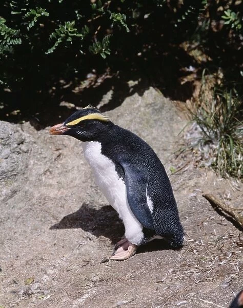 Fiordland Crested Penguin Snares Island