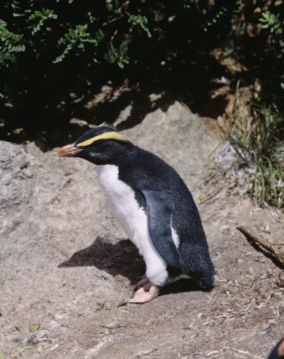 Framed Print : Fiordland Crested Penguin Snares Island Framed Print : Fiordland Crested Penguin Snares Island