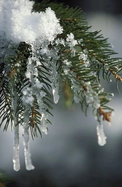 Fir Tree - close-up of branch covered in ice
