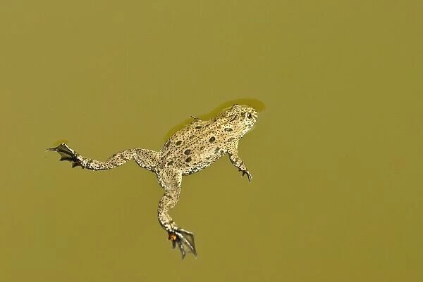 Fire-bellied toad - Floating on pond surface - Bukk National Park - Hungary