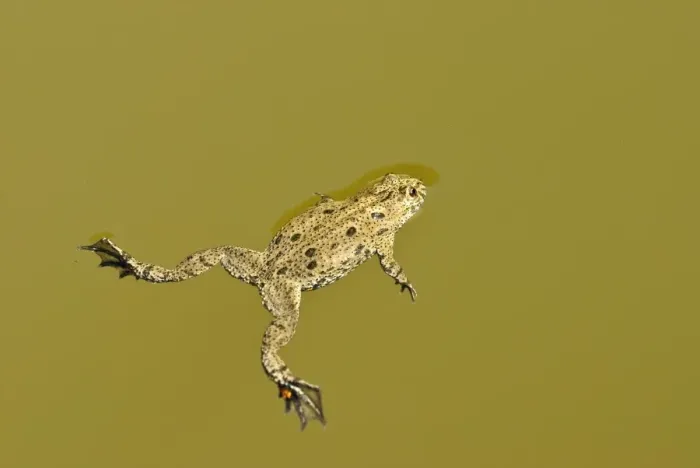 Framed Print : Fire-bellied toad - Floating on pond surface - Bukk National Park - Hungary Framed Print : Fire-bellied toad - Floating on pond surface - Bukk National Park - Hungary