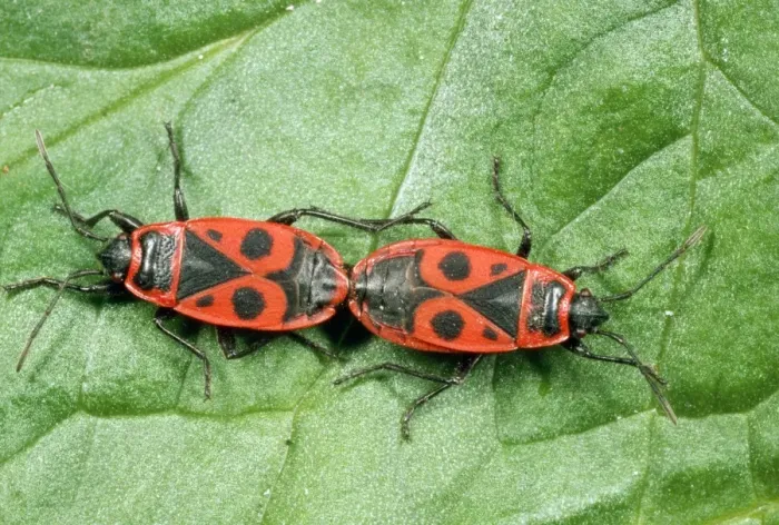 Framed Print : Fire Bugs - mating pair - France Framed Print : Fire Bugs - mating pair - France