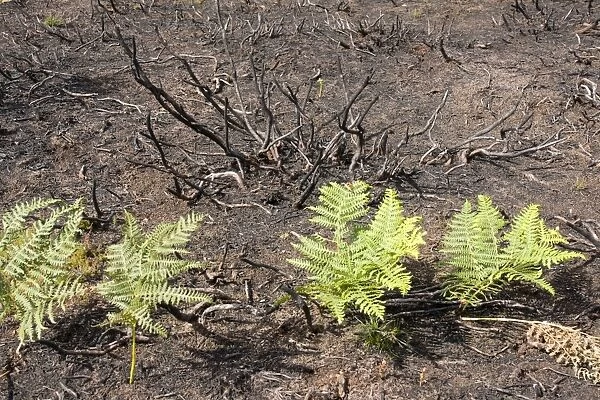 Fire charred heathland with new bracken growth - Cannock Chase AONB - Staffordshire UK