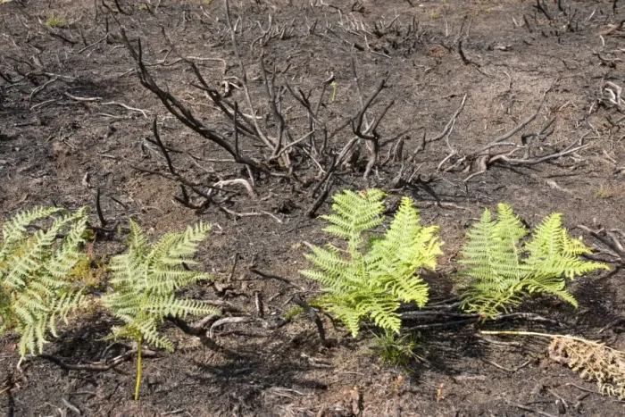 Framed Print : Fire charred heathland with new bracken growth - Cannock Chase AONB - Staffordshire UK Framed Print : Fire charred heathland with new bracken growth - Cannock Chase AONB - Staffordshire UK